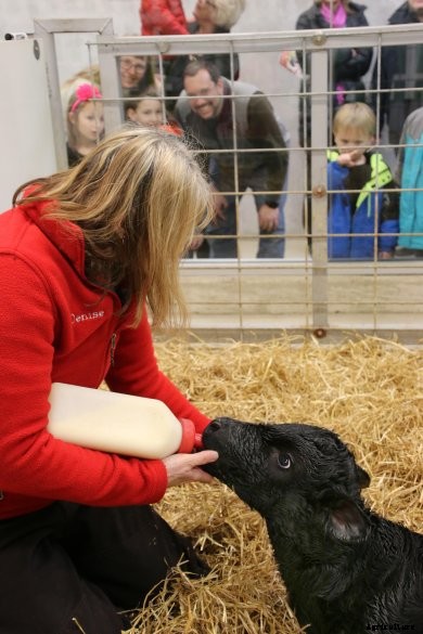 Bottle feeding a calf at Fair Oaks Farm